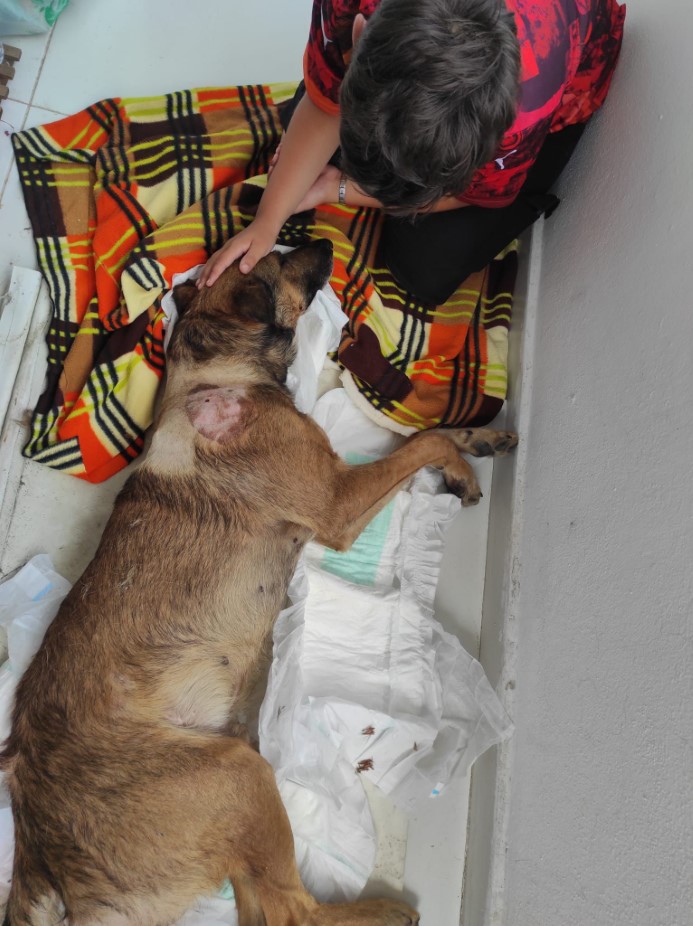 Köpeği önce aracıyla ezmeye çalıştı ardından tüfekle vurarak felç bıraktı