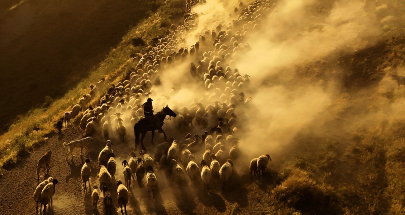 Sürülerin tozlu yolculuğu havadan görüntülendi