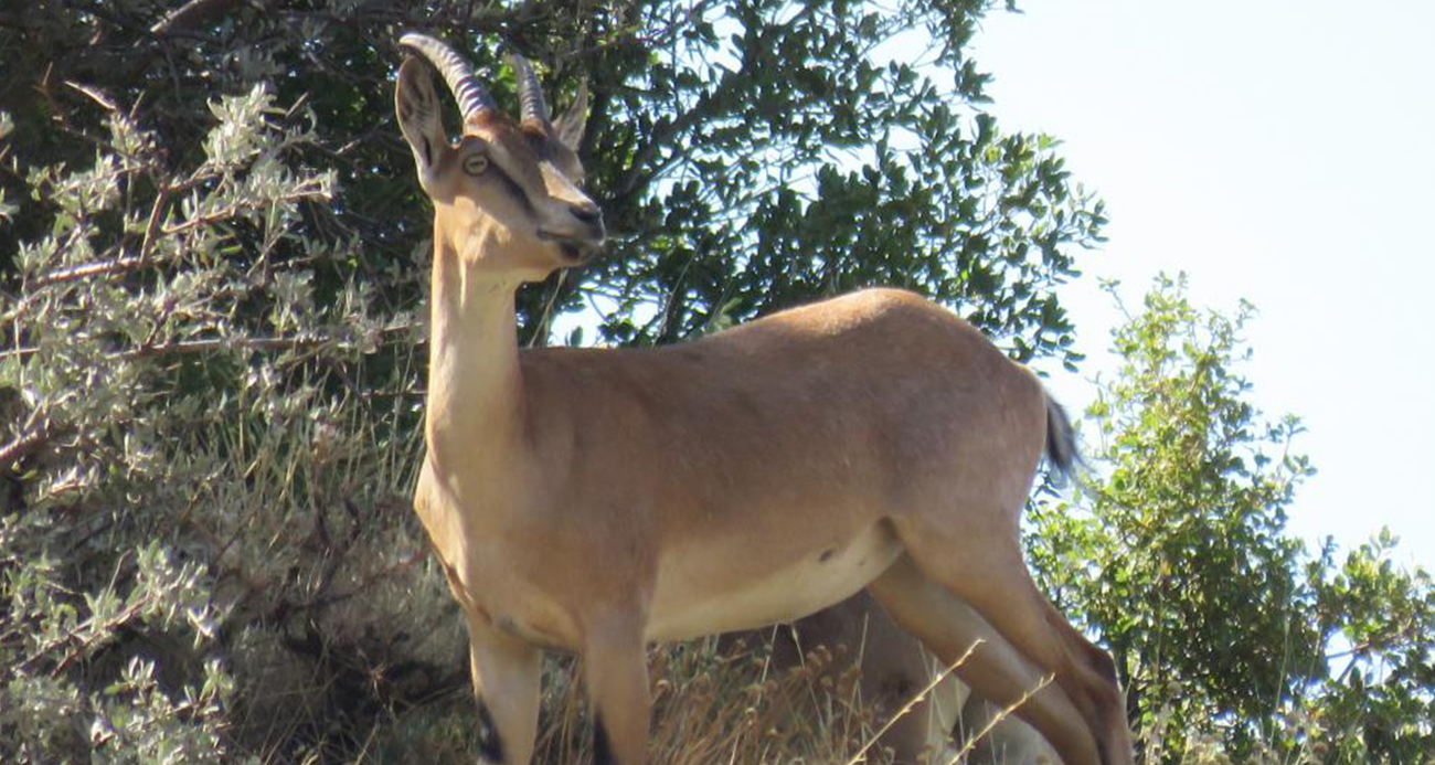 Ahır Dağı’nda ala geyik sürüsü böyle görüntülendi