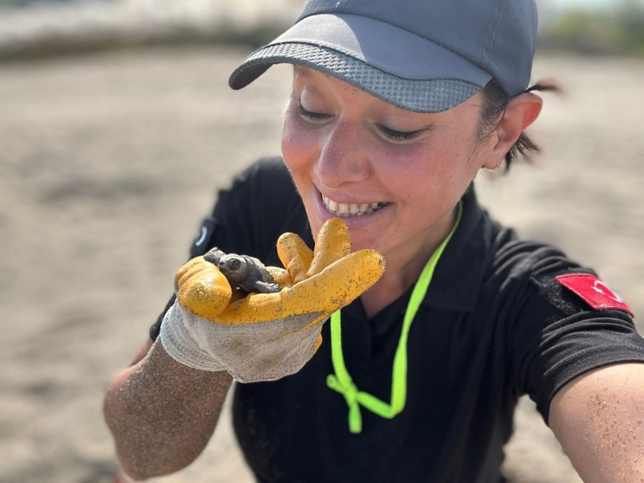 Antalya’da yavru caretta carettaların denizle buluşması için nöbet tutuluyor