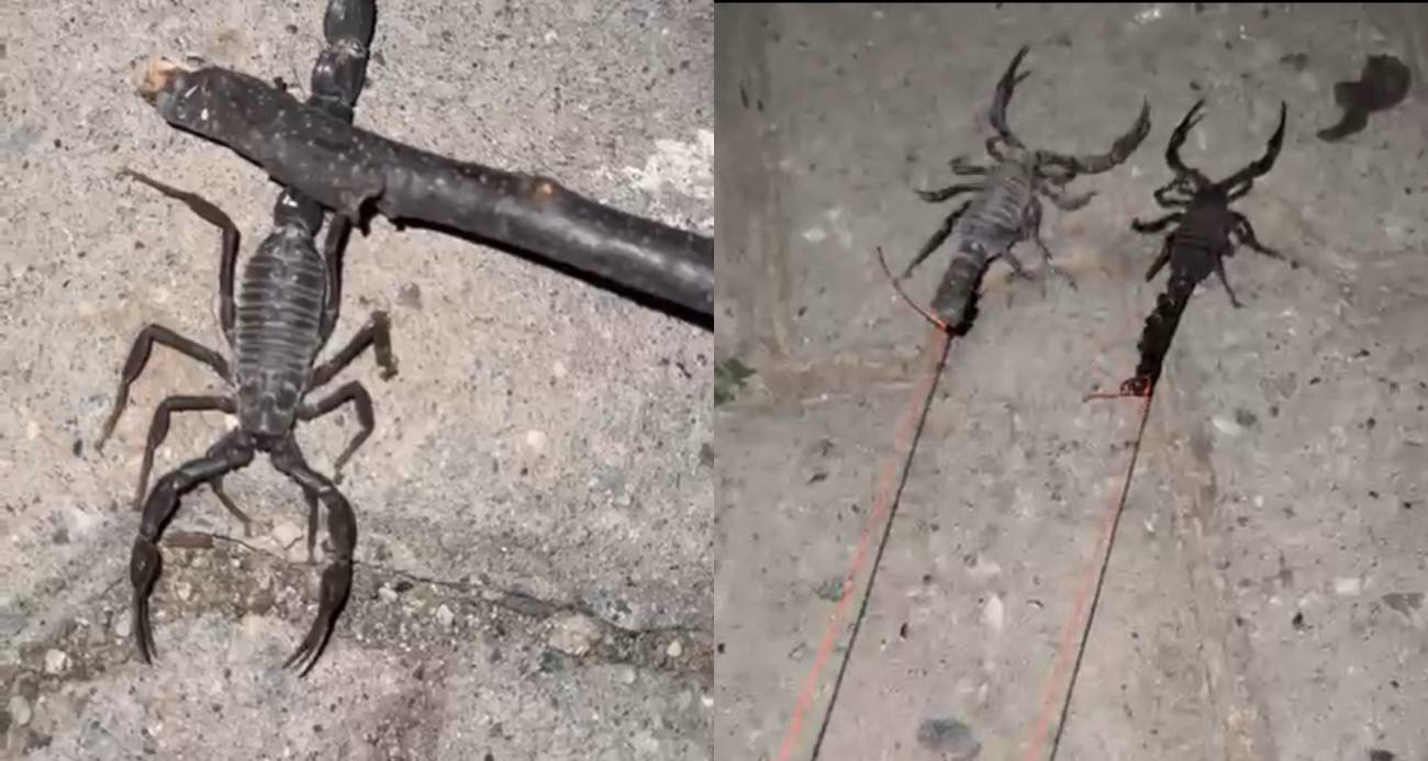 Batman’da köyü akrepler bastı; köylüler tedirgin