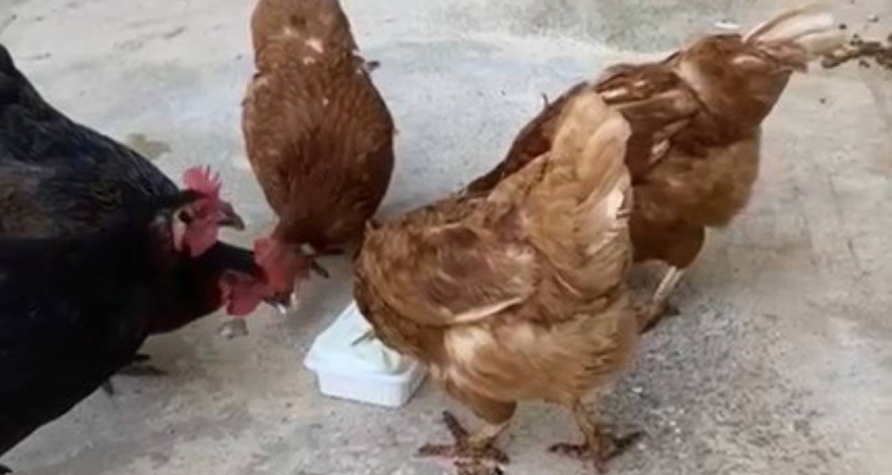 Sıcaktan bunalan tavuklarını Maraş dondurması ile serinletti