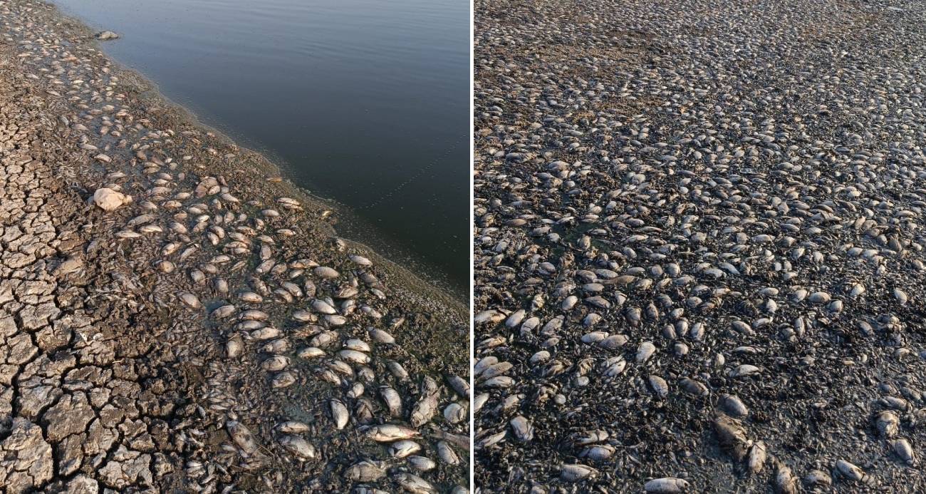 Mardin’de gölet suyu çekildi, binlerce balık telef oldu