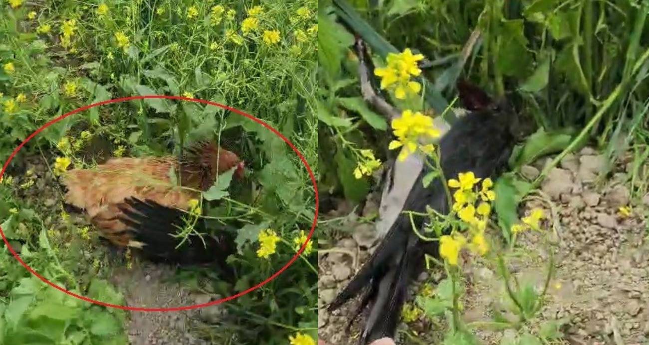 Anne tavuk aslan kesildi: Kargayı gaga darbeleriyle yaralayıp yavrularına kalkan oldu