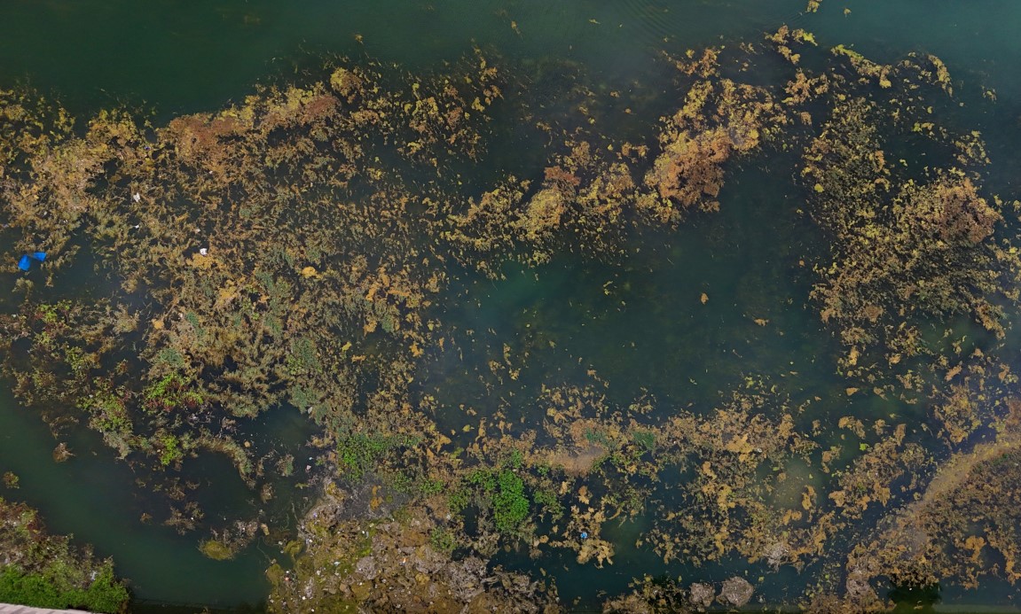 Seyhan Nehri yosun akınına uğradı, çöplerle doldu