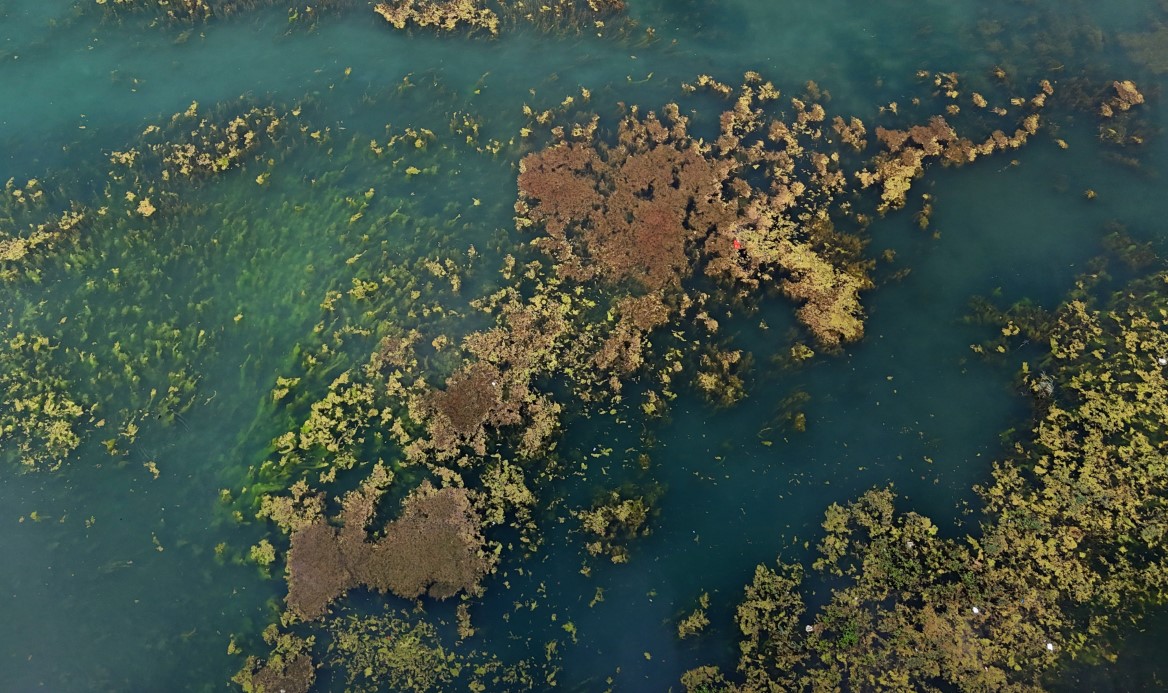 Seyhan Nehri yosun akınına uğradı, çöplerle doldu