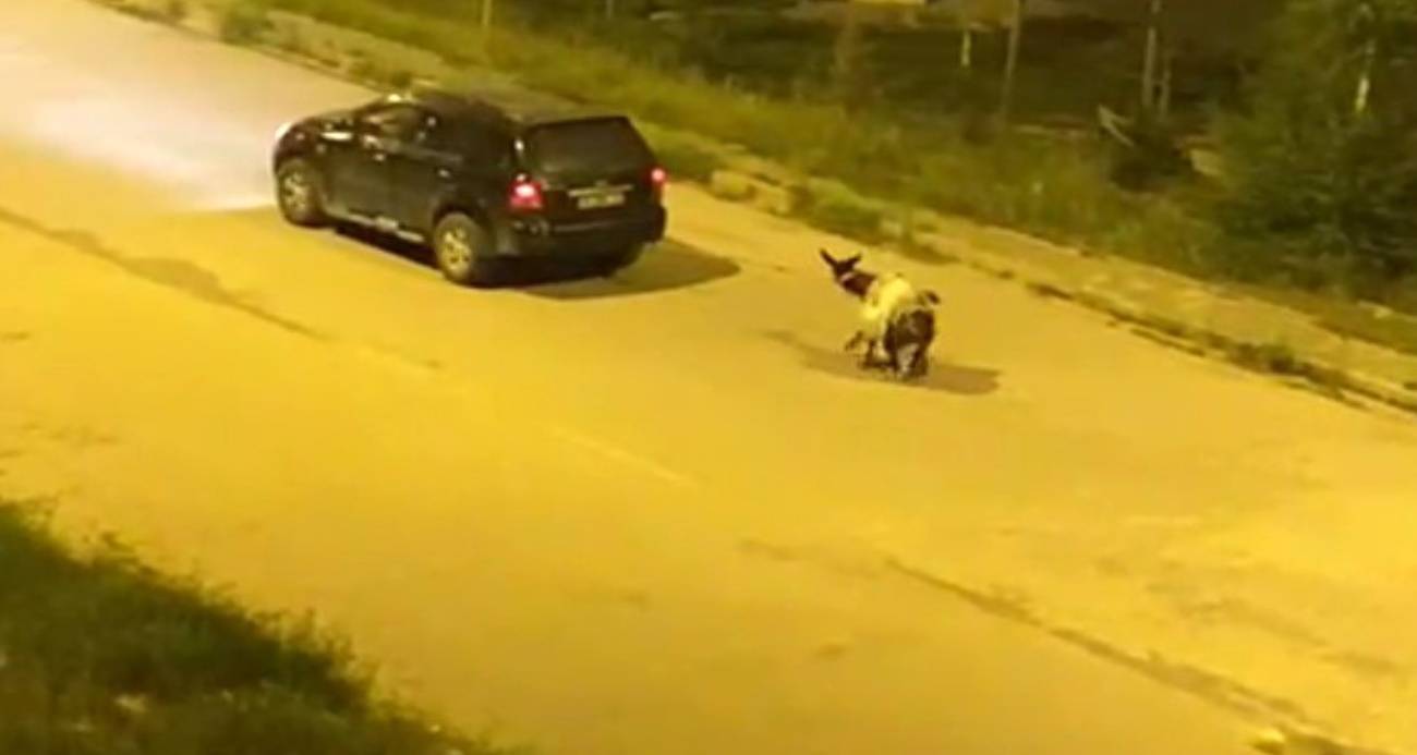 Kars’ta eşeği arabaya bağlayıp, zorla çekerek götürdüler