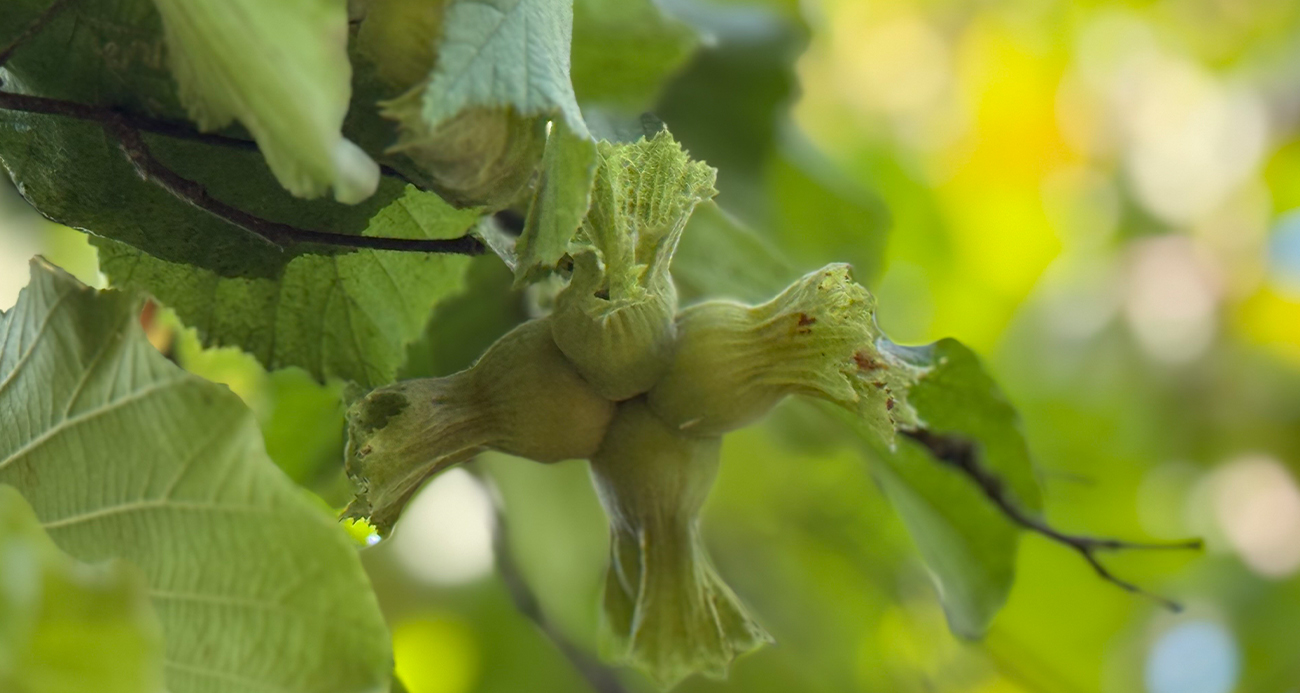 TMO kabuklu fındık alım fiyatlarını açıkladı