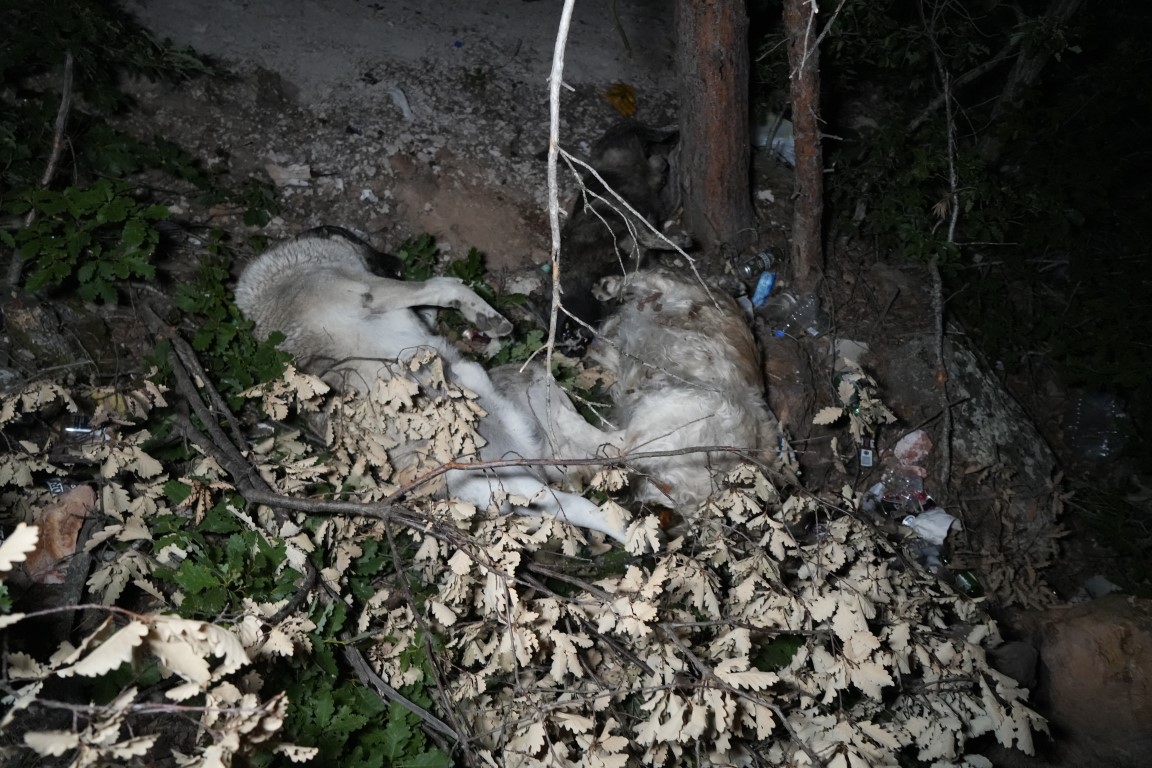 Gümüşhane’de barınak olayının ardından ormanlık alanda ölü köpekler bulundu