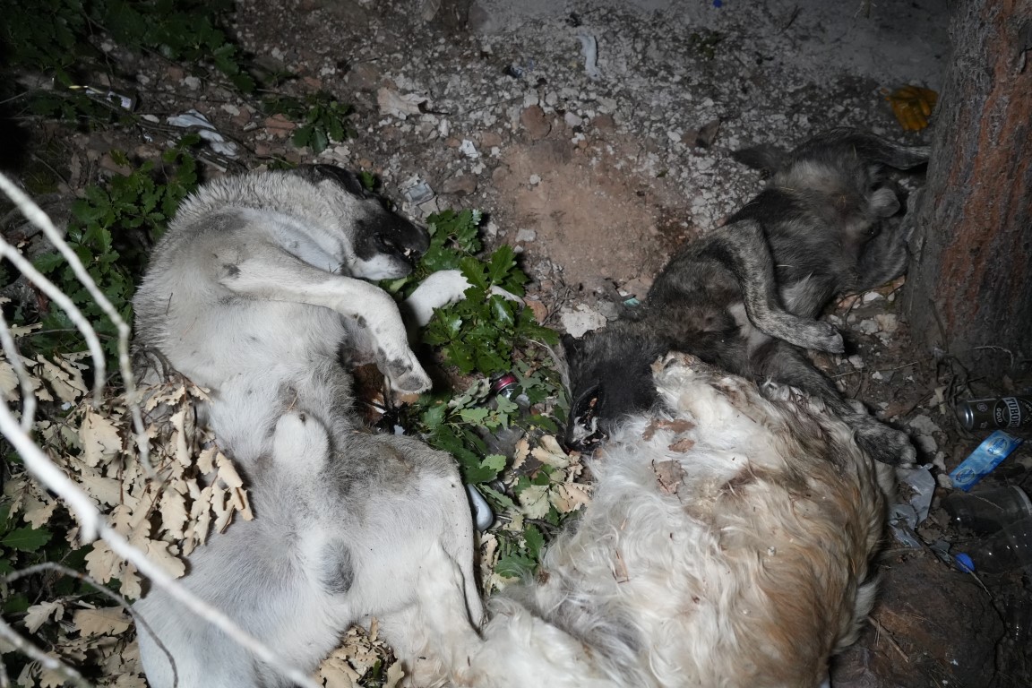 Gümüşhane’de barınak olayının ardından ormanlık alanda ölü köpekler bulundu