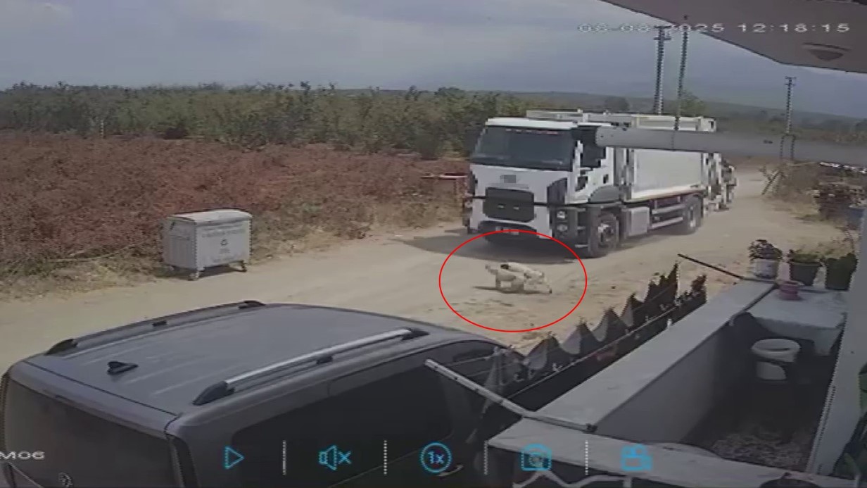 Oyun oynarken yola fırlayan iki köpek çöp kamyonunun altında kaldı