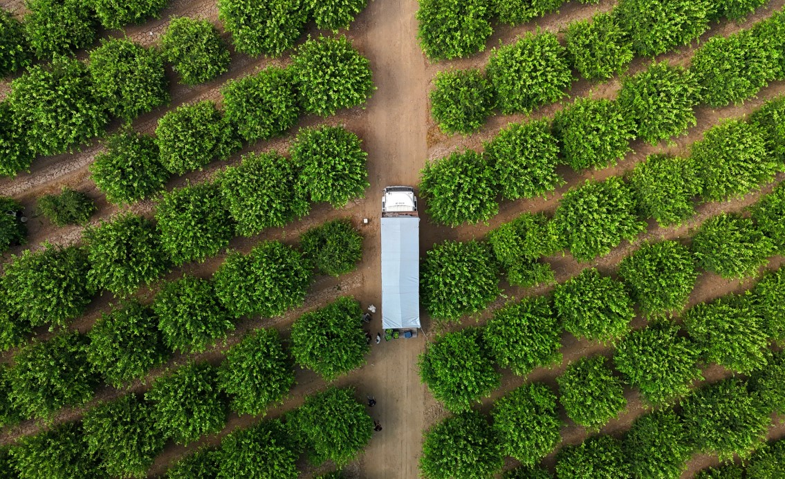 Limonda fiyatı düşürecek hasat başladı