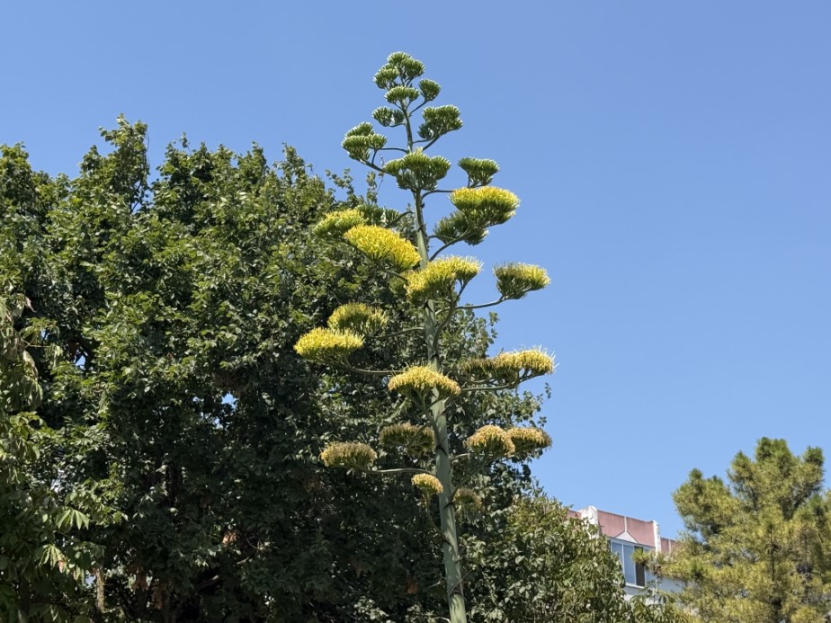 Beylikdüzü’nde şaşırtan UNESCO listesindeki endemik sabır çiçeği