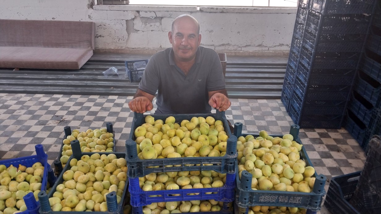 Altından bal damlayan incir üreticisinin yüzü güldü