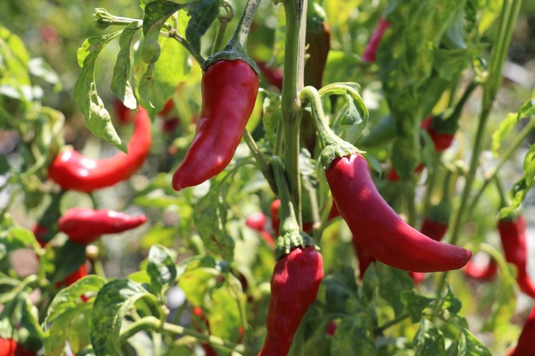 Kadınların biber mesaisi başladı