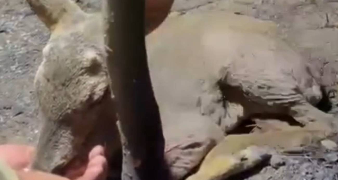 Çanakkale’de çıkan orman yangınında yaralanan yavru ceylana ekipler su yetiştirdi