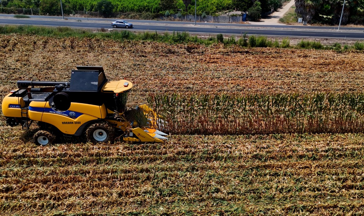 Çukurova’da mısır hasadı başladı: 1,5  milyon ton mısır rekolte bekleniyor