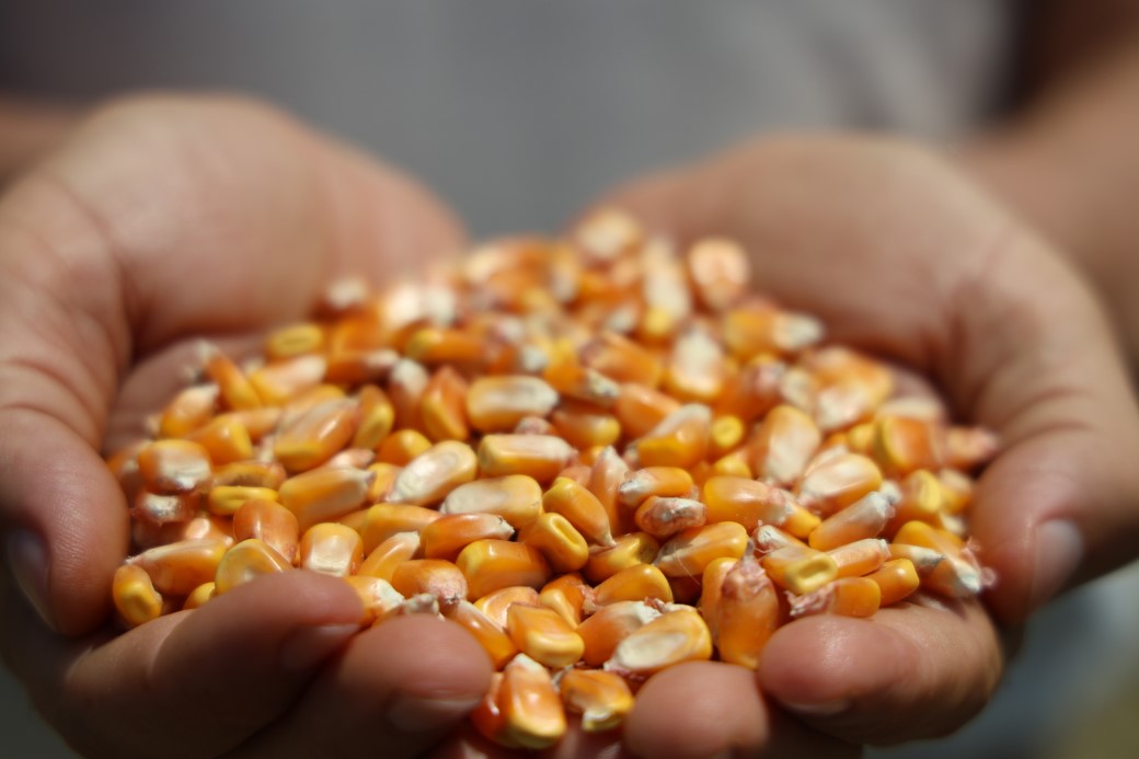 Çukurova’da mısır hasadı başladı: 1,5  milyon ton mısır rekolte bekleniyor