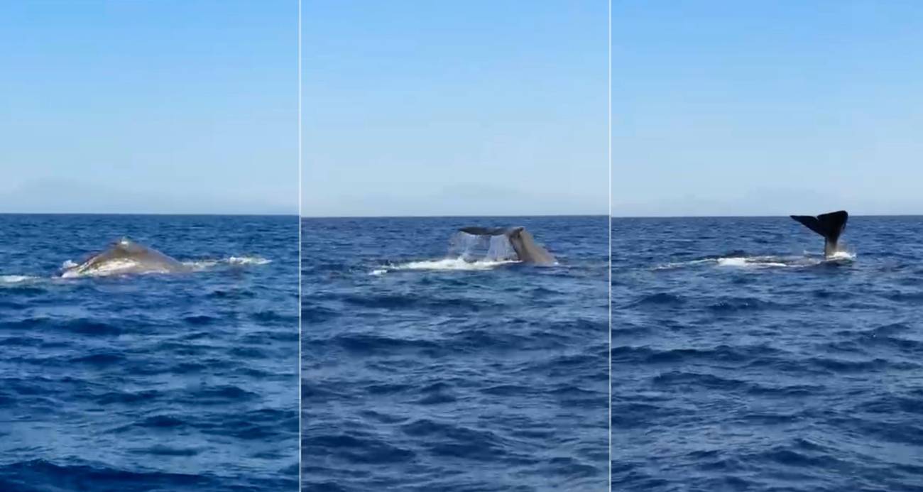 Antalya açıklarında orkinos peşindeyken balina ile karşılaştılar