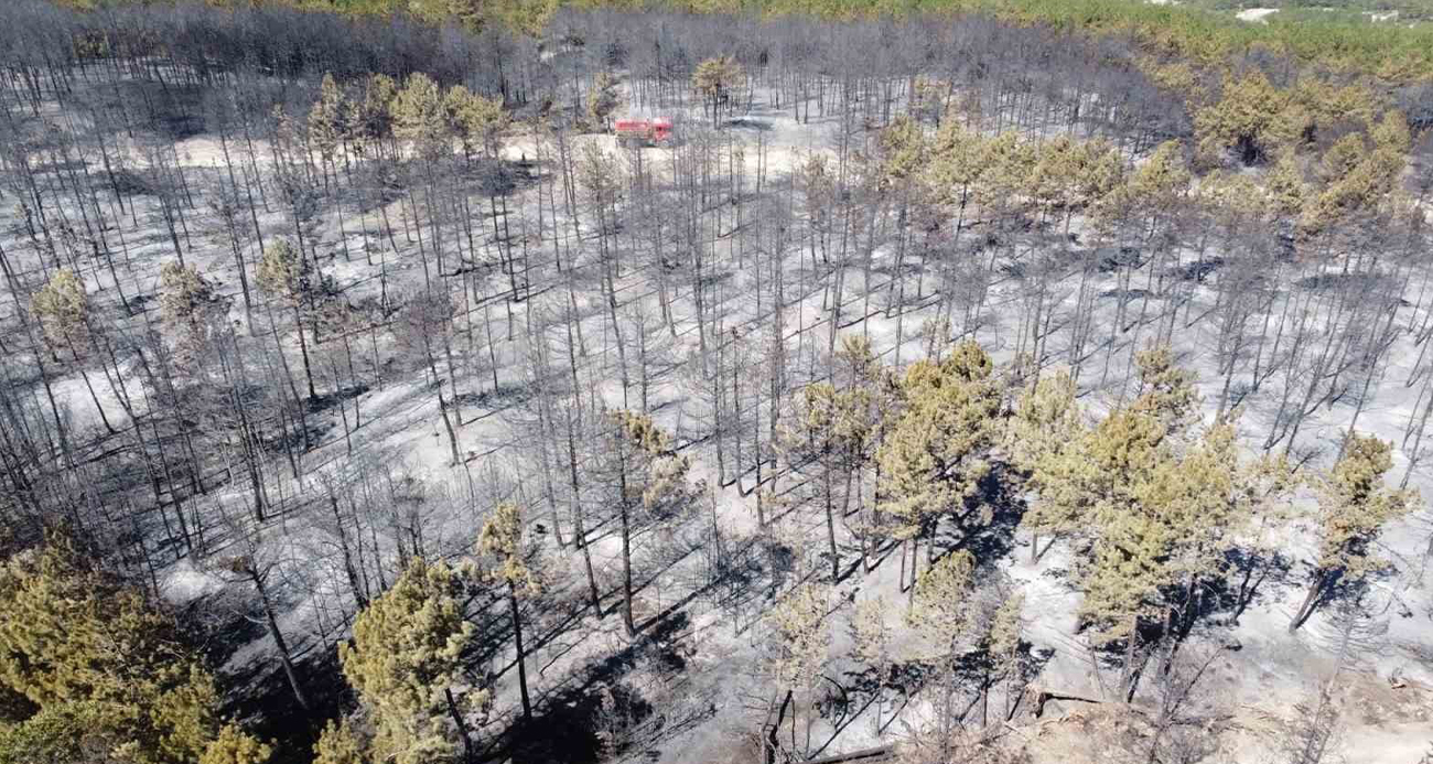 Bolu’daki orman yangınıyla ilgili 1 kişi tutuklandı