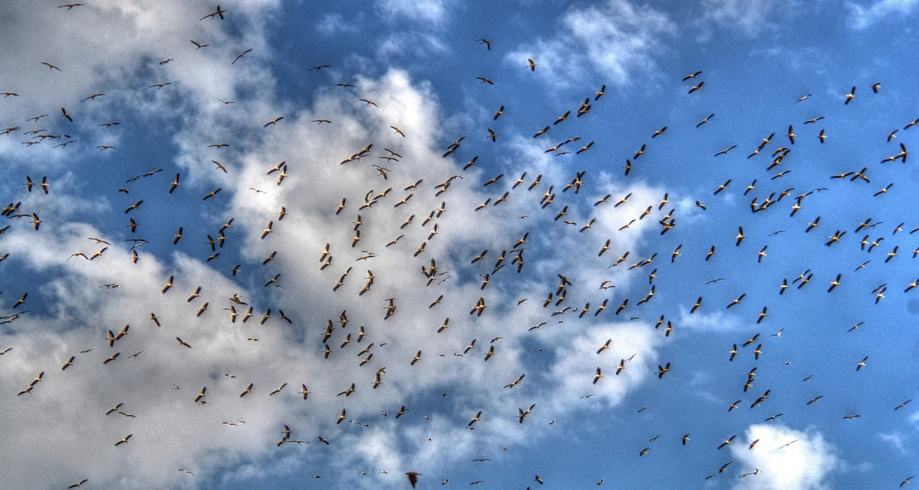 Leylekler göç yolunda Beyşehir’de görüntülendi