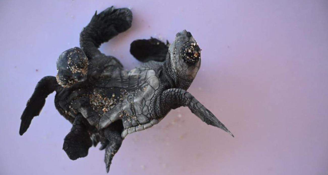 Manavgat’ta ender rastlanan olay: Siyam ikizi Caretta caretta yavrusu bulundu