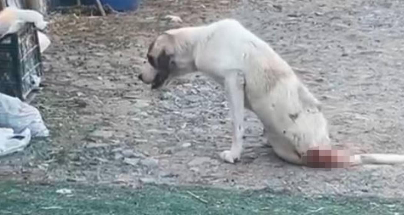 Esenyurt’ta çoban köpeklerine silahlı saldırı