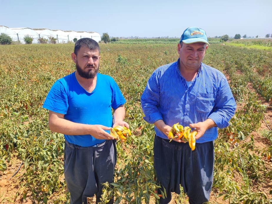Aşırı sıcaklar tarladaki biberi yaktı