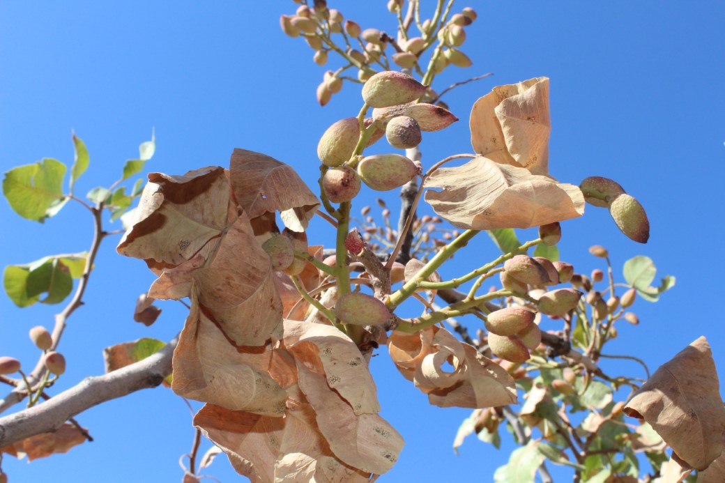 Aşırı sıcaklar Siirt fıstığını vurdu; rekoltede yüzde 80 kayıp bekleniyor