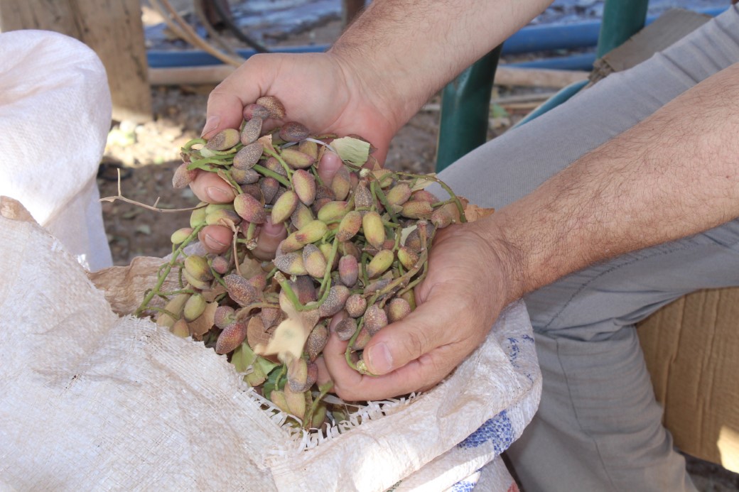 Aşırı sıcaklar Siirt fıstığını vurdu; rekoltede yüzde 80 kayıp bekleniyor
