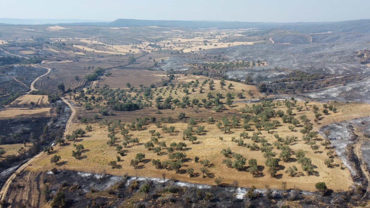 Gelibolu’da yaşayan çiftçi zeytinliğinin altını sürdüğü için yangından etkilenmedi