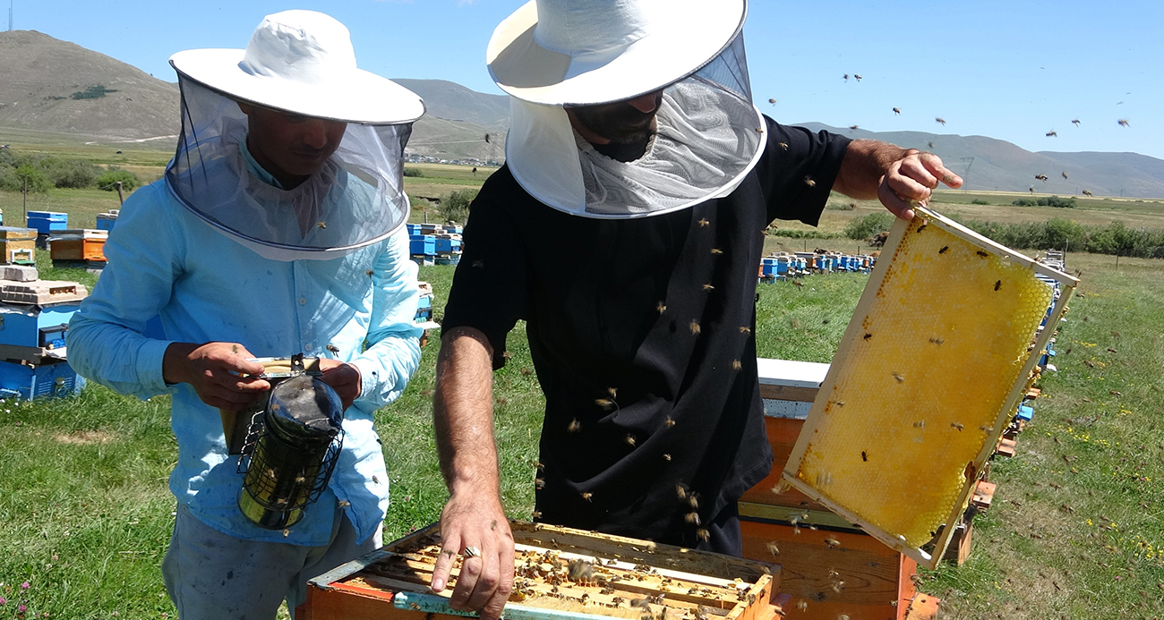 Coğrafi işaretli balın hasadı başladı; kilosu 1500 TL'den satılıyor