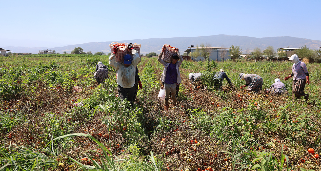 Domates işçileri çöl sıcaklarında saati 250 TL’ye ter döküyor