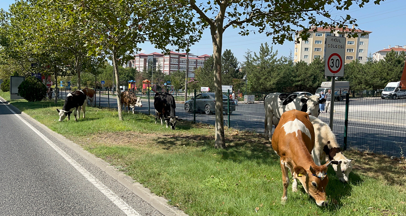 Tekirdağ'da ilginç olay!