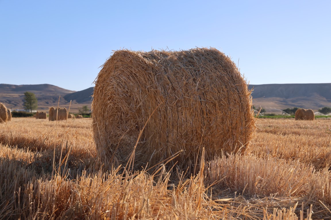 Görüntüsüyle kartpostalları andırıyor, 7 bin dekar alanda çalışmalar sürüyor