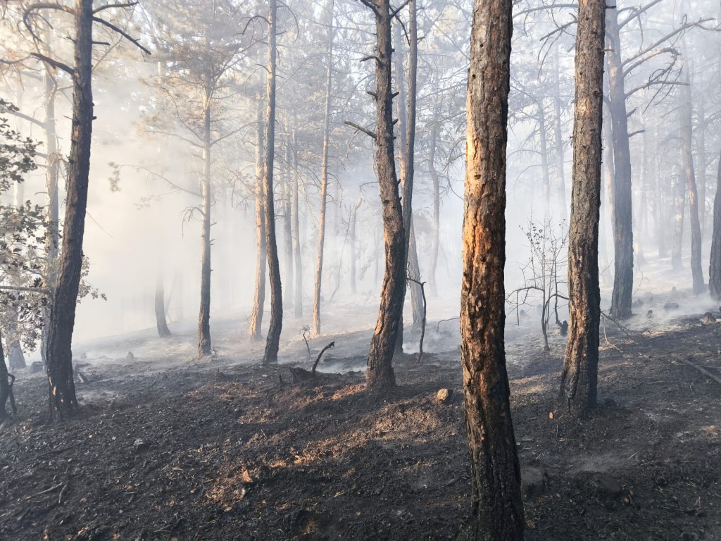 Bolu’da küle dönen 20 hektar ormanda, soğutma çalışması sürüyor