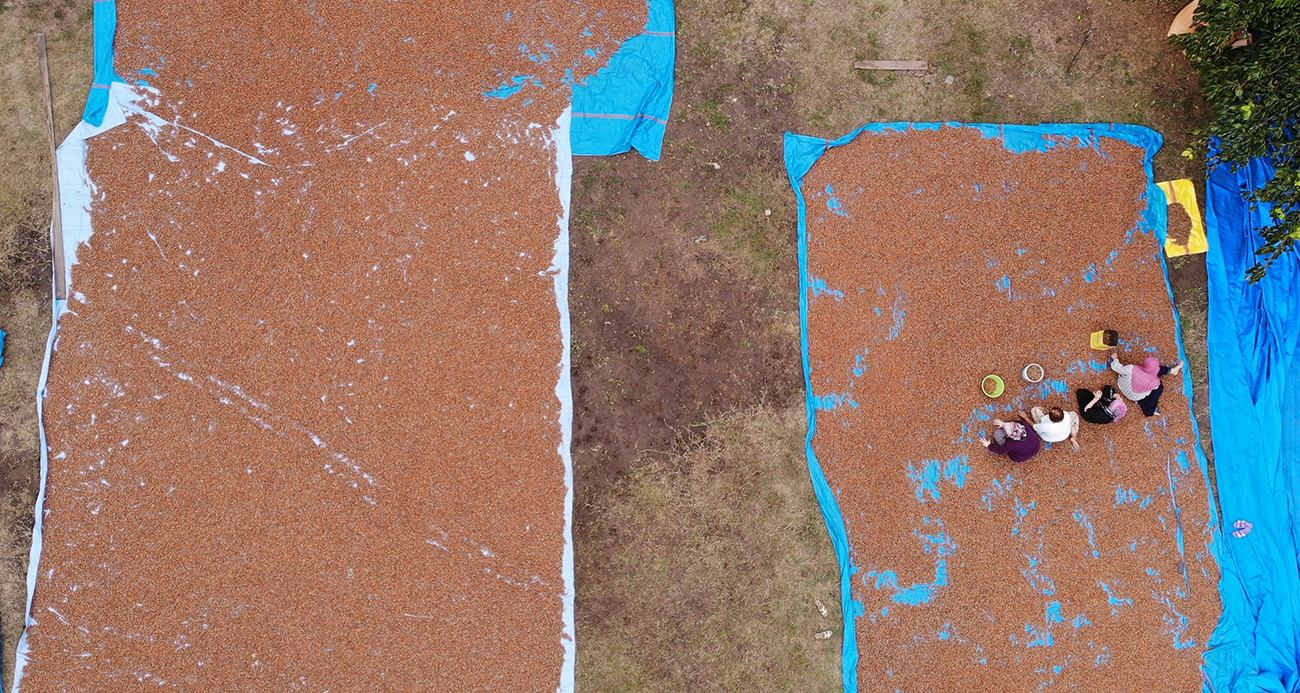 Fındık üreticilerinin zorlu kurutma ve seçme mesaisi