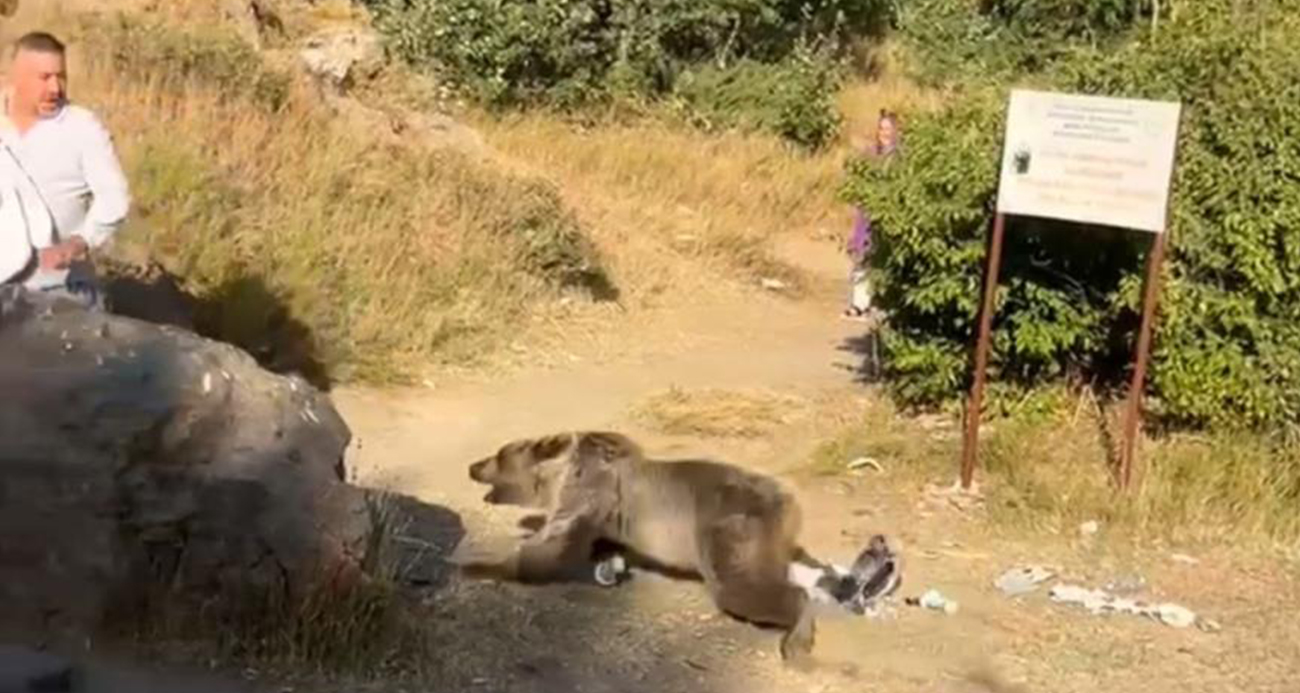 Kucağında bebekle ayı saldırısına uğradı