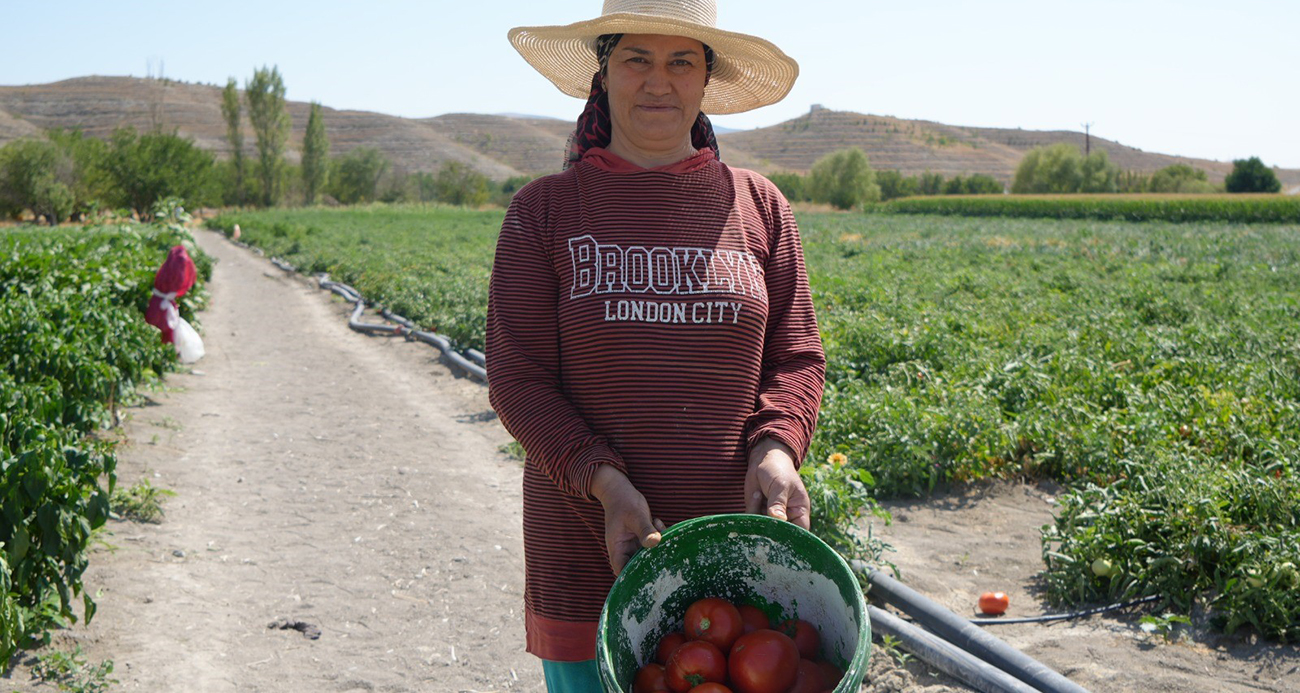 Rekor sıcaklara rağmen Ayaş domatesinin hasadı sürüyor: Tarladan sofraya tescilli lezzet