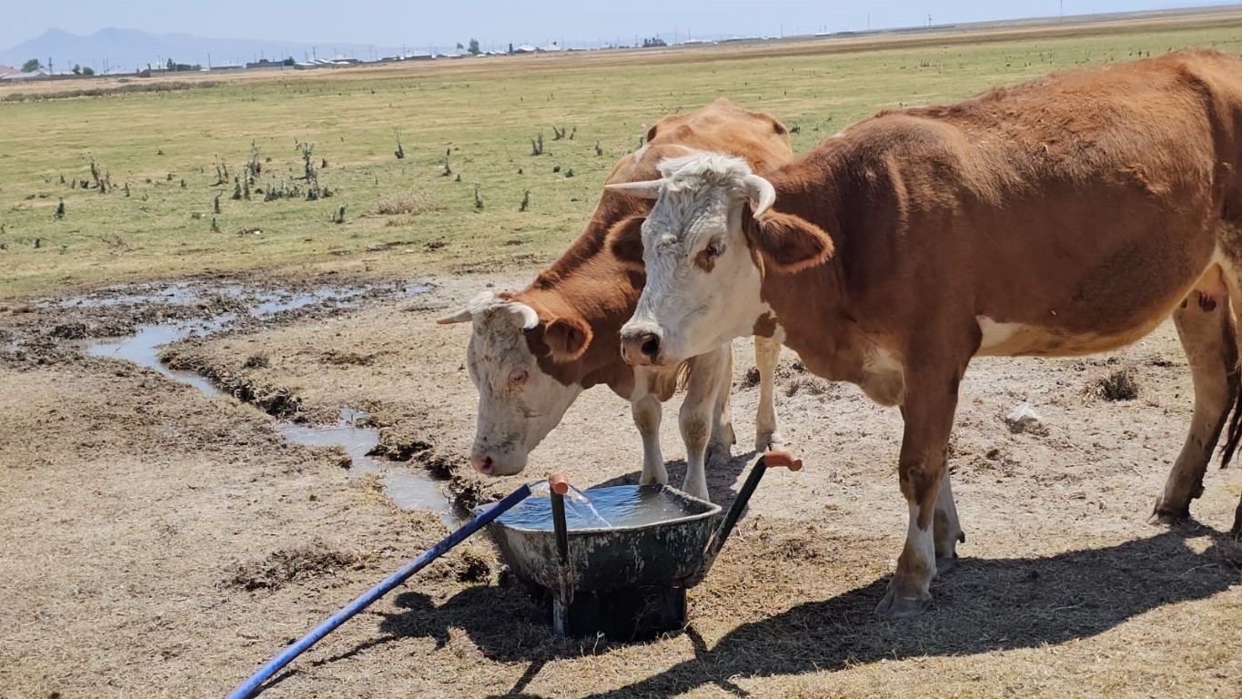 Kuş Cenneti Arin Gölü kurudu: Hayvanlar susuz kaldı