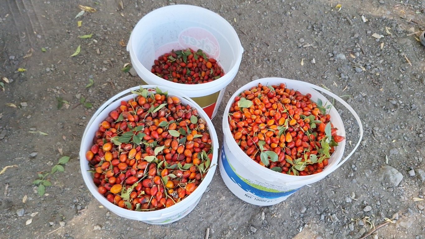 Erzincan’da kuşburnu, zorlu arazilerde toplanmaya başlandı