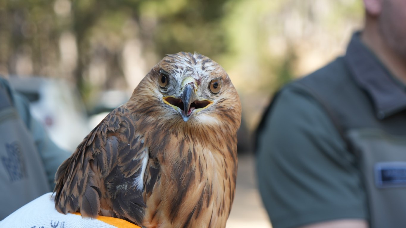 Doğaya kavuşan canlar: DKMP 76 bin yaban hayvanını doğaya kazandırdı