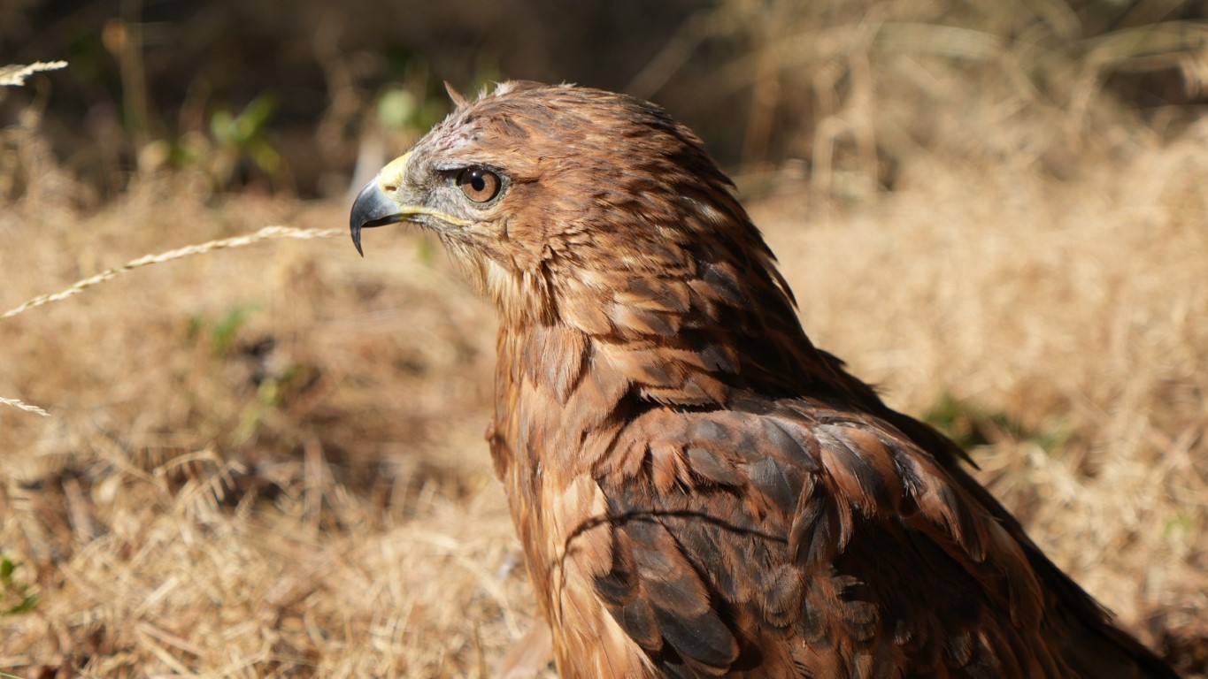 Doğaya kavuşan canlar: DKMP 76 bin yaban hayvanını doğaya kazandırdı