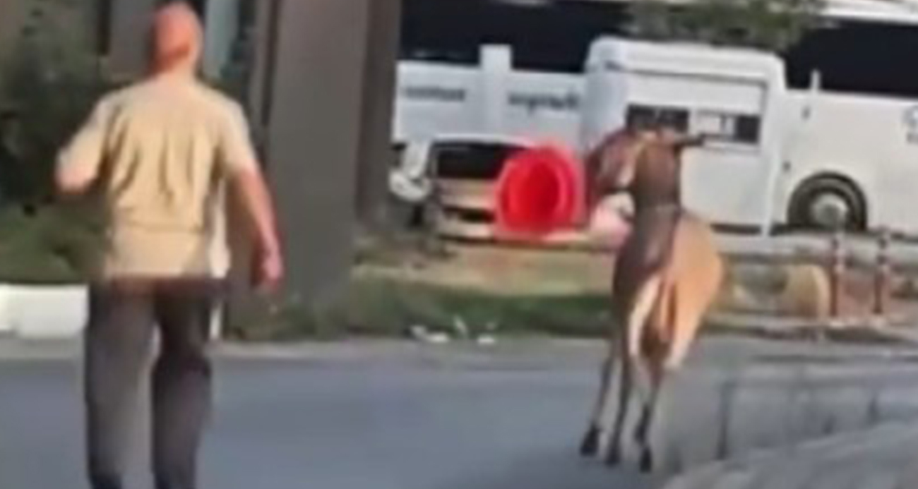 Başıboş eşek dubayı çaldı!