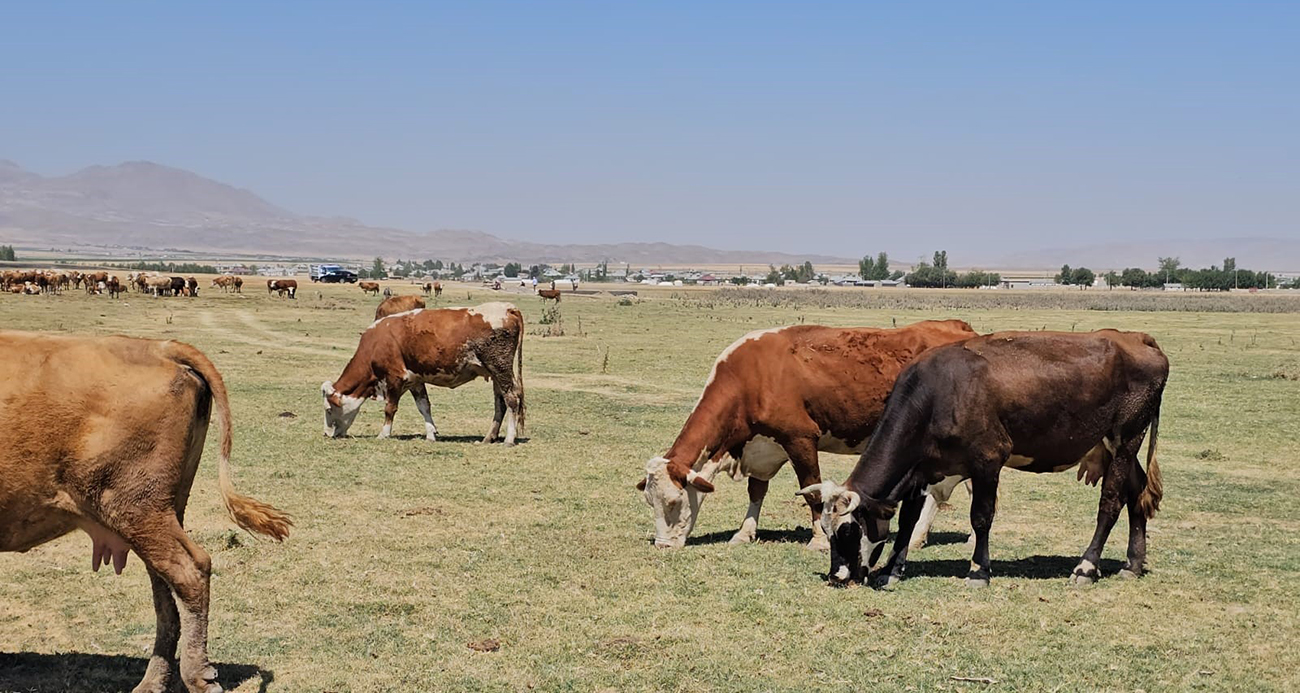 Kuş Cenneti Arin Gölü kurudu: Hayvanlar susuz kaldı