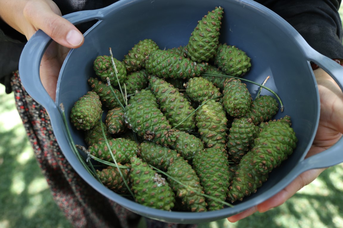 Sigara içenlere doğal çözüm: 7 saat kazanda pişirilen kozalak şurubu