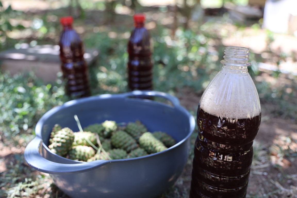 Sigara içenlere doğal çözüm: 7 saat kazanda pişirilen kozalak şurubu