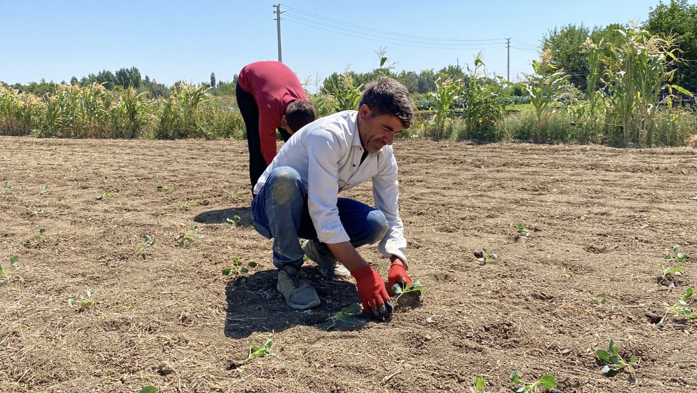 Eskişehirli çiftçinin alın teri kuraklığa ve yüksek maliyetlere yenik düştü