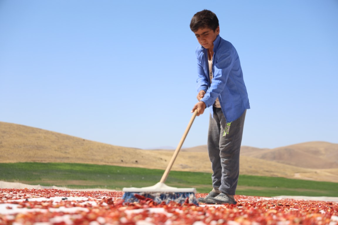 Dünya sofralarını süsleyen domateste 15 bin 300 ton rekolte bekleniyor
