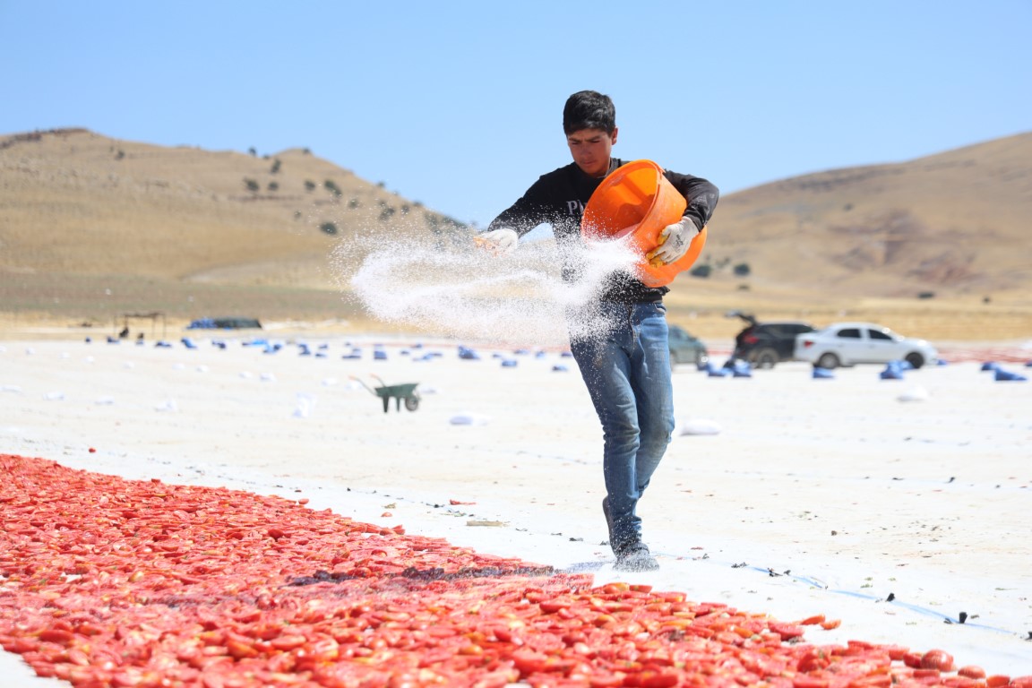 Dünya sofralarını süsleyen domateste 15 bin 300 ton rekolte bekleniyor